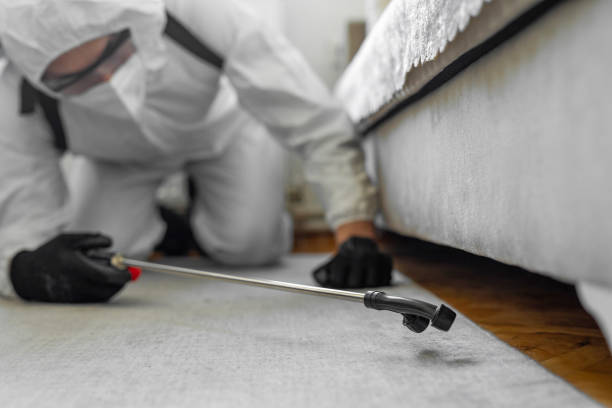 Professional Bed Bug Control technician working in Bismarck, MO